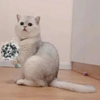 米斯特王