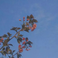 蓝色象牙树 