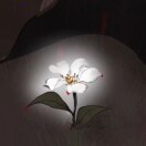小苍兰